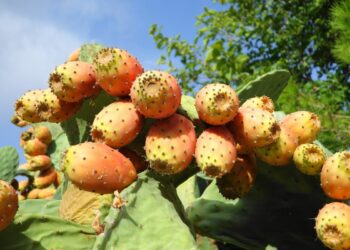 التين الشوكي