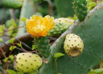 التين الشوكي