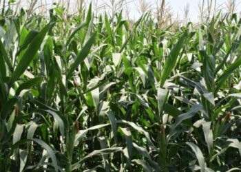 توصيات الذرة الشامية يوليو 2025