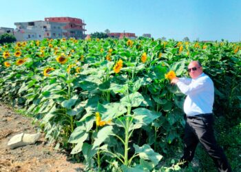 زراعة البحيرة