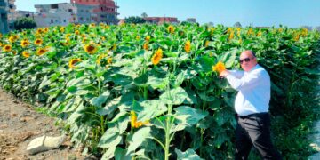 « زراعة البحيرة » تتابع زراعات دوار الشمس و بطيخ اللب بسيدى غازى 5 زراعة البحيرة