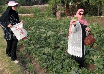 زراعة الفيوم