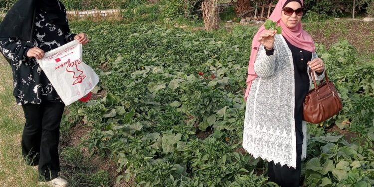 زراعة الفيوم