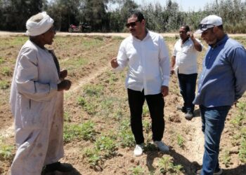 زراعة النوبارية