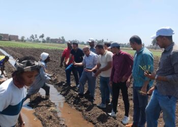 زراعة سوهاج