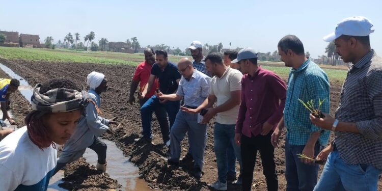 « زراعة سوهاج » : بدء زراعة قصب السكر بالشتل.. وفرق إرشادية للمكافحة الحيوية 1 زراعة سوهاج