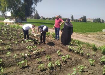 زراعة كفر الشيخ