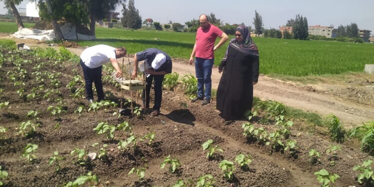 « زراعة كفر الشيخ » تتفقد الزراعات الصيفية..وتضبط أسمدة مهربه 1 زراعة كفر الشيخ