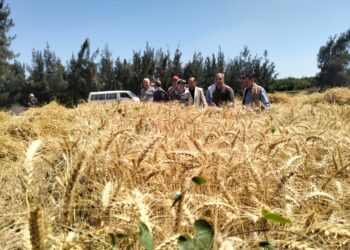 قطاع الاستصلاح