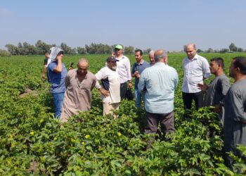 محصول القطن