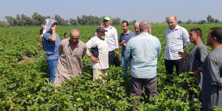 محصول القطن .. مركزية الإرشاد الزراعي تقدم 5 توصيات للمزارعين بالغربية 1 محصول القطن