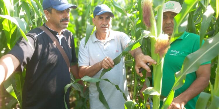 "المركزية للإرشاد الزراعي" تنفذ أكثر من 700 ندوة استفاد منها أكثر من 10000 مزارع خلال يونيو 1 “المركزية للإرشاد الزراعي” تنفذ أكثر من 700 ندوة استفاد منها أكثر من 10000 مزارع خلال يونيو