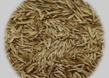 المركزي للحشائش