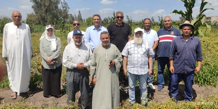 هجن طماطم مصرية جديدة