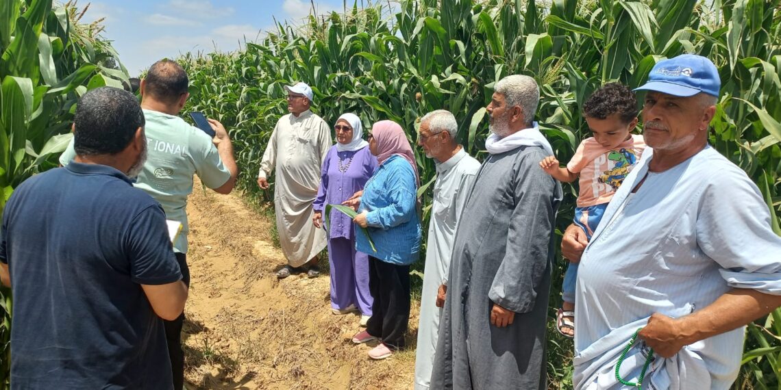 البحوث الزراعية ينفذ 2900 نشاط إرشادي خلال شهر يوليو 1 البحوث الزراعية