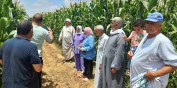 البحوث الزراعية ينفذ 2900 نشاط إرشادي خلال شهر يوليو 6 البحوث الزراعية