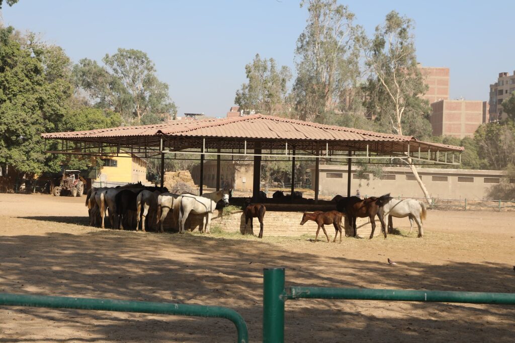 محطة الزهراء للخيول العربية 