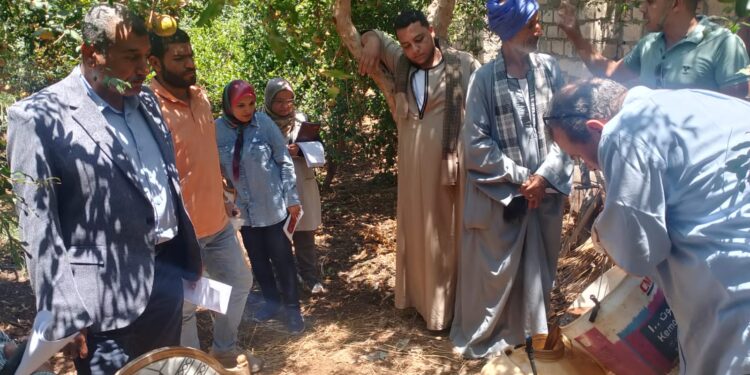 مزارعي الرمان