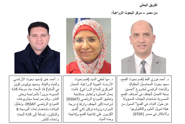 دراسة تقدم حلولًا مبتكرة لزيادة إنتاجية القمح وكفاءة استخدام المياه في مصر 12 الفريق البحثي المصري