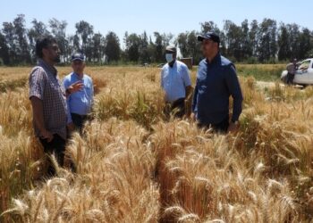 إنتاجية القمح