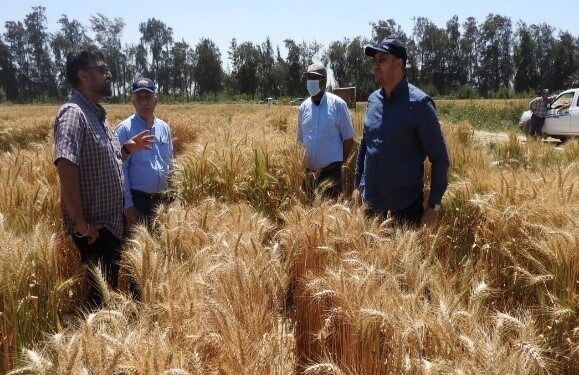 دراسة تقدم حلولًا مبتكرة لزيادة إنتاجية القمح وكفاءة استخدام المياه في مصر 1 إنتاجية القمح