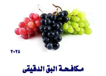 مكافحة البق الدقيقي في مزارع العنب