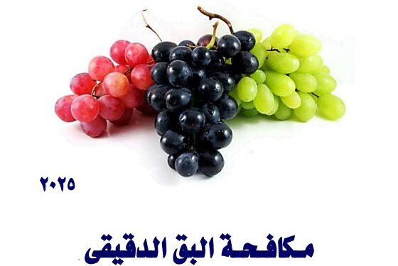 مكافحة البق الدقيقي في مزارع العنب 2025 1 مكافحة البق الدقيقي في مزارع العنب