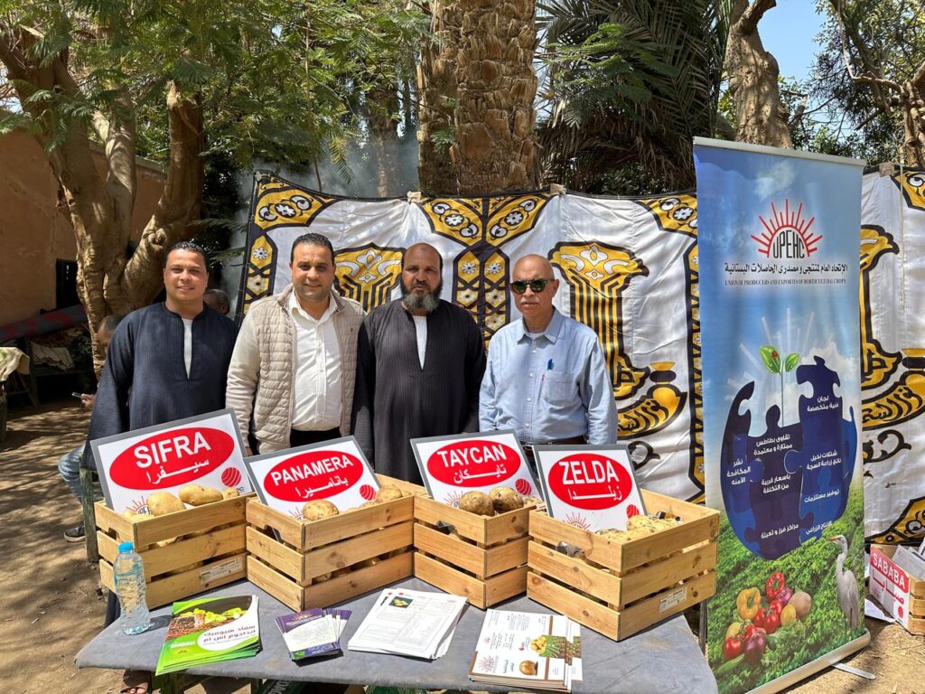 اتحاد منتجي الحاصلات البستانية ينظم يوم حصاد لأصناف البطاطس الجديدة بالمنيا 3 2