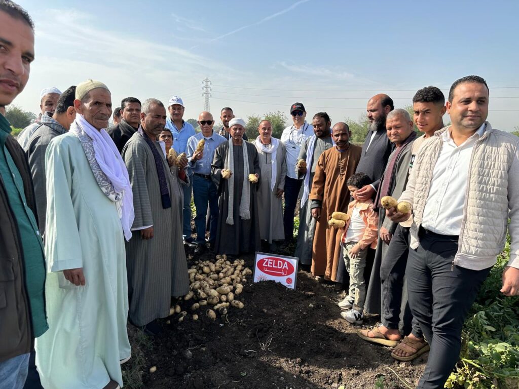 اتحاد منتجي الحاصلات البستانية ينظم يوم حصاد لأصناف البطاطس الجديدة بالمنيا 4 3