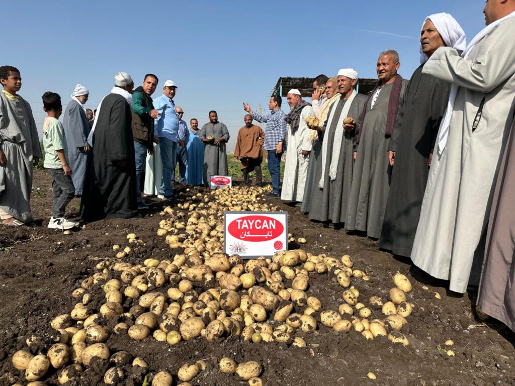 اتحاد منتجي الحاصلات البستانية ينظم يوم حصاد لأصناف البطاطس الجديدة بالمنيا 5 4