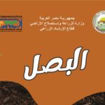 زراعة وإنتاج البصل