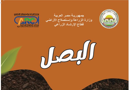 زراعة وإنتاج البصل