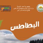 زراعة وإنتاج البطاطس