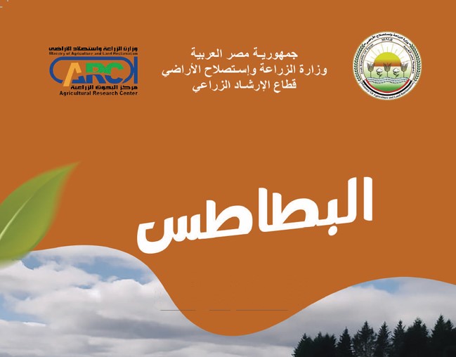 زراعة وإنتاج البطاطس