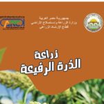 زراعة الذرة الرفيعة