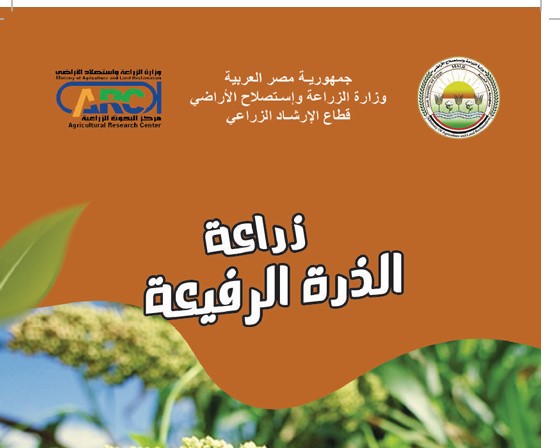 زراعة الذرة الرفيعة