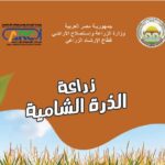 زراعة الذرة الشامية