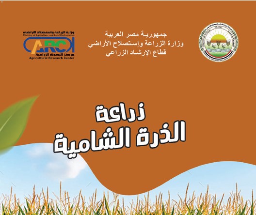 زراعة الذرة الشامية