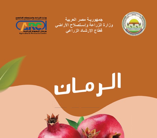 زراعة وإنتاج الرمان