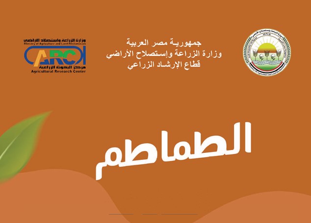 زراعة وإنتاج الطماطم