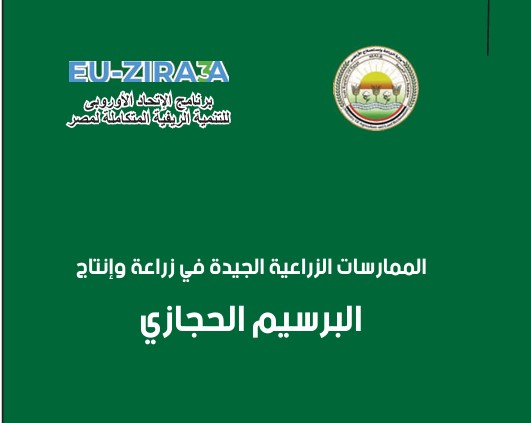 الممارسات الزراعية الجيدة في زراعة وإنتاج البرسيم الحجازي