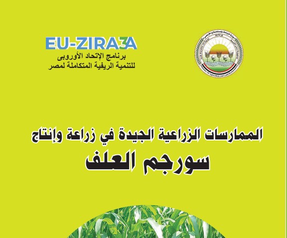 الممارسات الزراعية الجيدة في زراعة وإنتاج سورجم العلف
