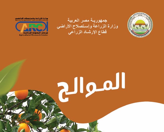 زراعة وإنتاج الموالح