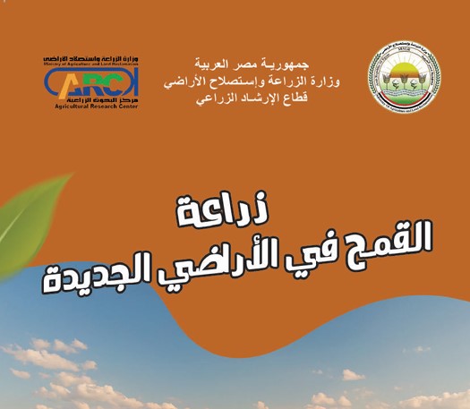 زراعة القمح في الأراضي الجديدة