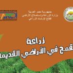 أضرار التبكير في زراعة القمح
