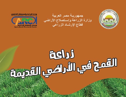 زراعة القمح في الأراضي القديمة