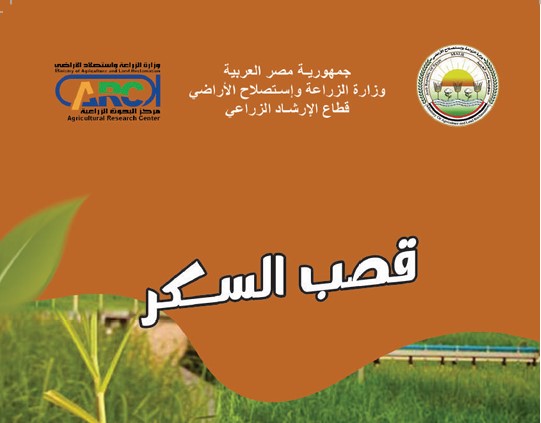 قصب السكر الزراعة بالشتل
