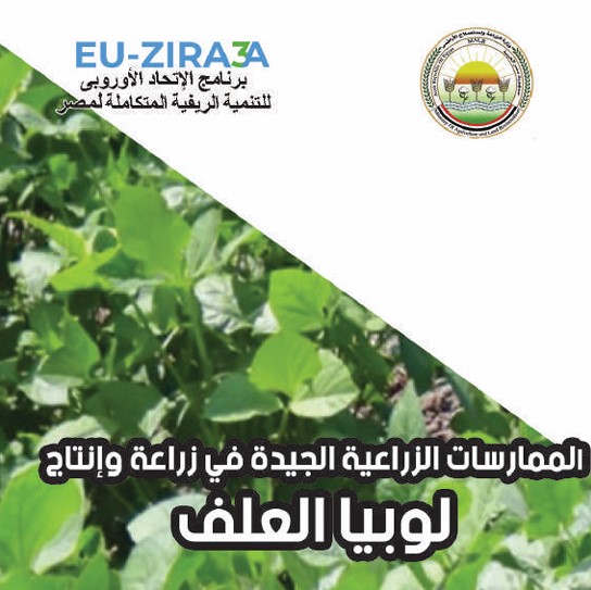 الممارسات الزراعية الجيدة في زراعة وإنتاج لوبيا العلف