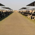 خطوات استخراج تراخيص تشغيل مزرعة إنتاج حيواني