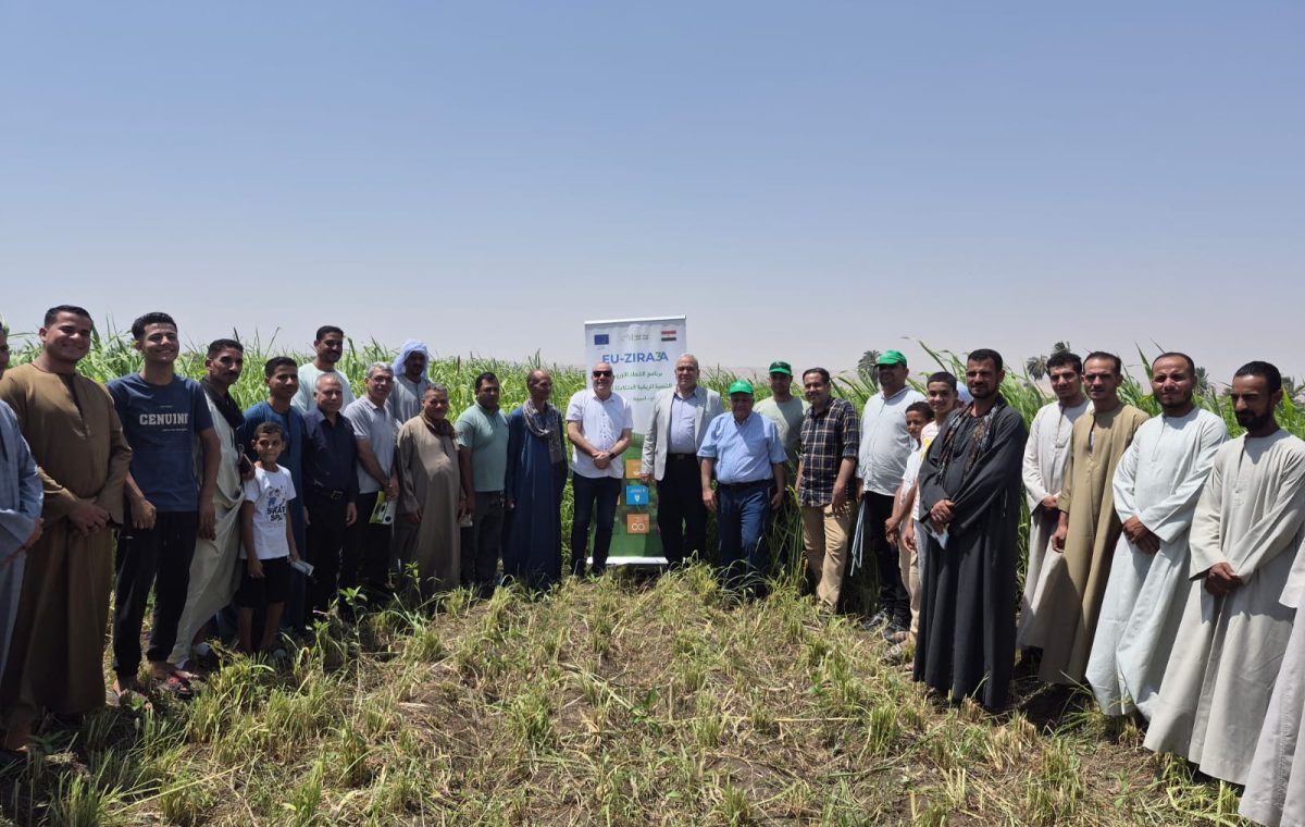 الممارسات الزراعية الجيدة فى إنتاج محاصيل العلف الصيفية